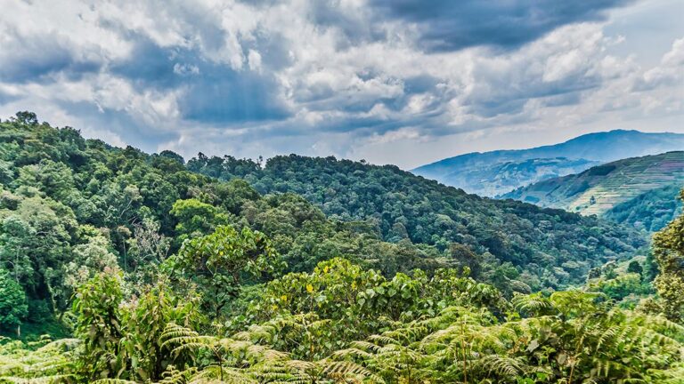 COVID-19 Effects putting pressure on Private Forests in the Bwindi Conservation Landscape